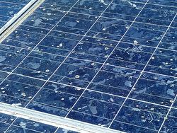 Lichen on photovoltaic system