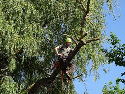 Pruning a willow tree