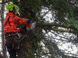 Felling a Douglas fir tree