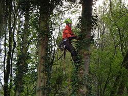 Felling a Douglas fir tree