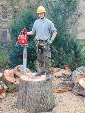 Tree felling - pear