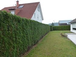 Hedge trimming