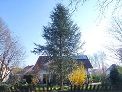 Tree felling - cedar before