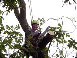  Felling a walnut tree