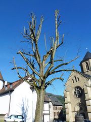 Tree pruning