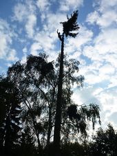 Tree felling - Douglas fir