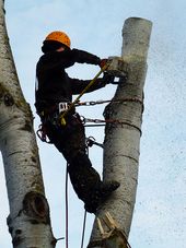 Tree felling - aspen 