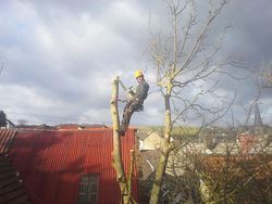This walnut tree was removed