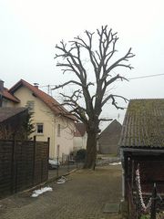 Baumschnitt Kastanienbaum