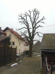 Pruning a chestnut tree