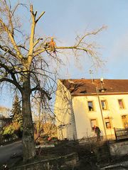 Shortening a linden tree