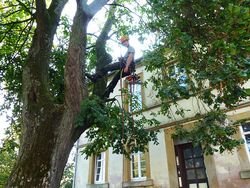 Baumpflege einer Linde