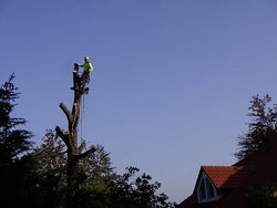 Felling an oak tree