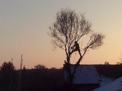 Felling a willow tree