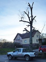 Shortening a linden tree