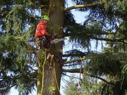 Pruning a Douglas fir