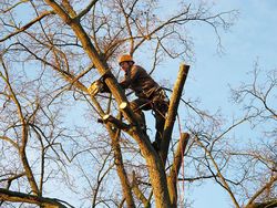 Baum zurückschneiden