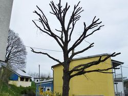 Oak pruning